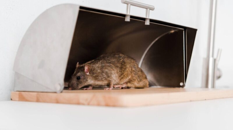 How to Clean Your Grill after a Rat Infestation?