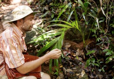 Sustainable Gardening in Australia: The Benefits of Raw Coco Pith for Sediment Control and Soil Health