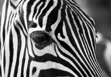 Elevate Your Space with Black and White Photography Prints