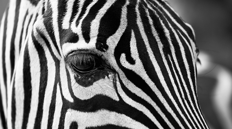 Elevate Your Space with Black and White Photography Prints