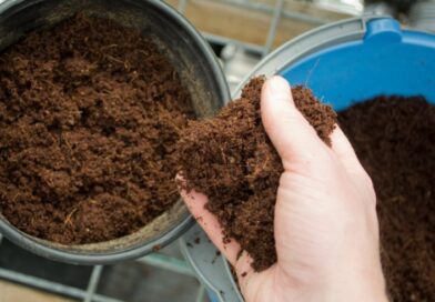 Buy Coco Peat Low EC | Premium Quality Growing Medium