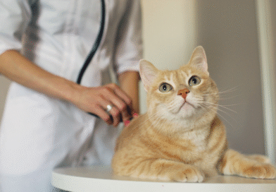 Why You Shouldn’t Delay Taking Your Pet to the Vet