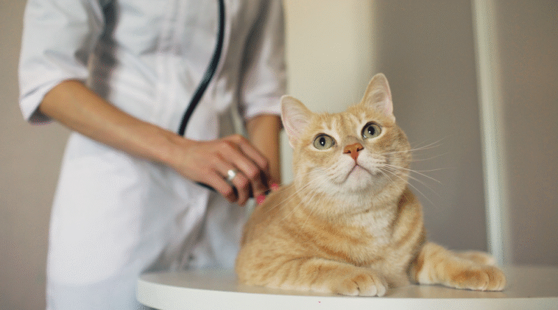 Why You Shouldn’t Delay Taking Your Pet to the Vet
