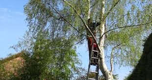 How to Tame Overgrown Trees Before They Become a Bigger Problem